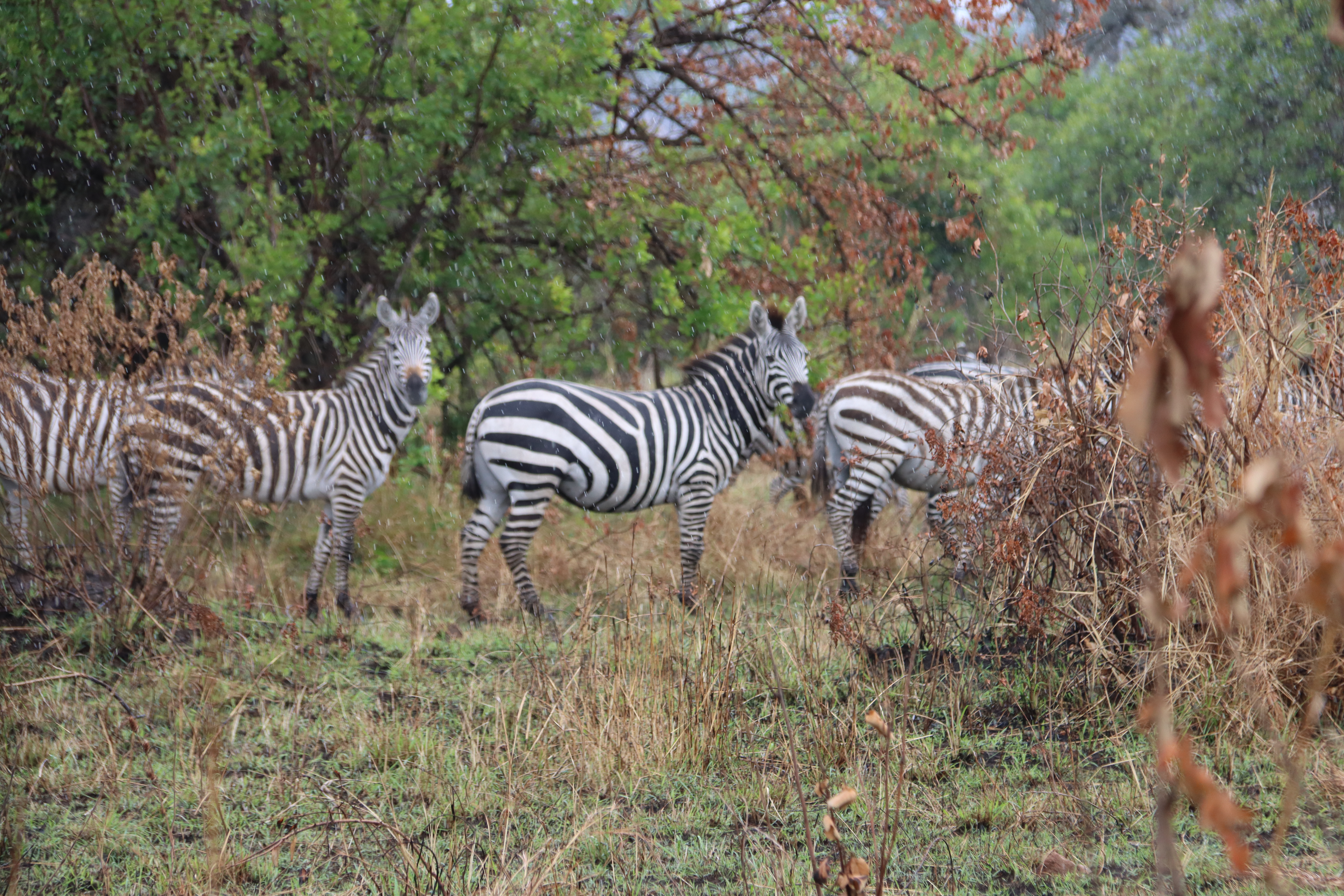 Zebra